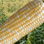 sp-corn1